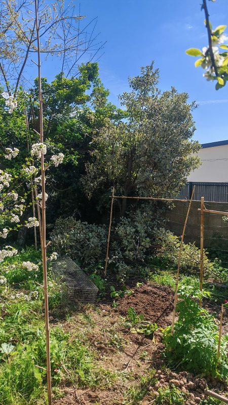 Taille et ététage du Pittosporum (j'ai une bouture qui est parti coté voisin pour une haie plus haute)