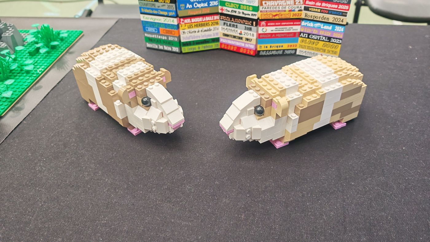 Cochon d'inde en briques