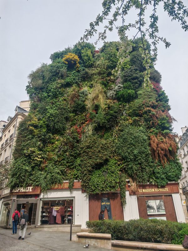Façades végétal du magasin Asphalte