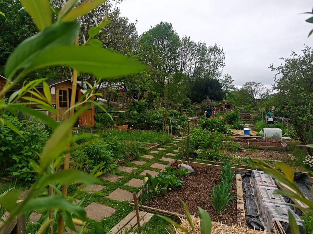 Jardin partagé au Parc Henri Barbusse