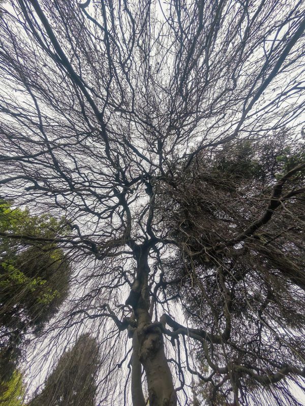 Sous un arbre pleureur