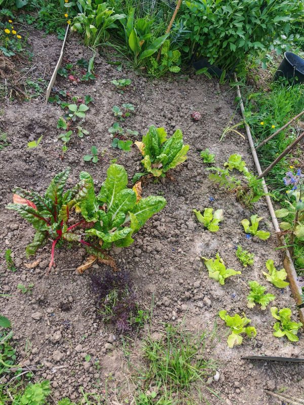 16/04 : on plante encore entre mes absence de quelques jours