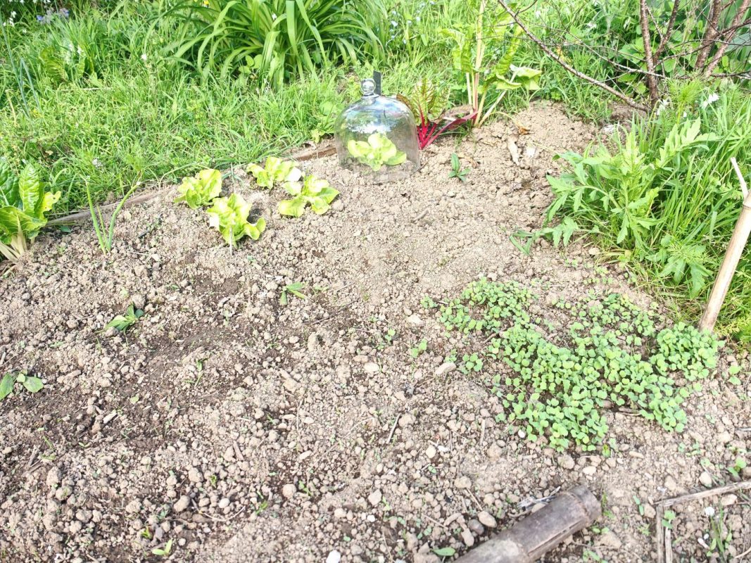 Zut, c'est oui là qui est semé trop dense ?