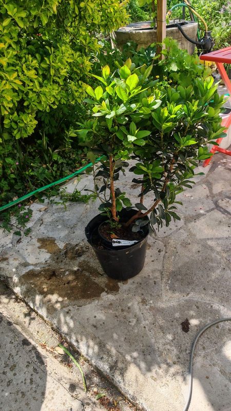 Achat d'un Arbousier pour remplacer le Lilas