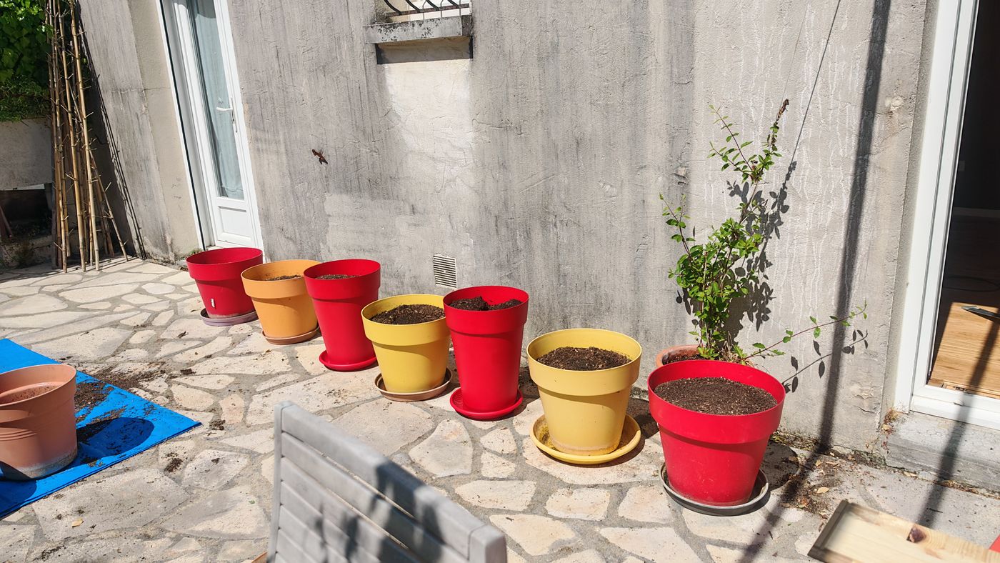 Les pots prêt pour les tomates avec de la bonne terre