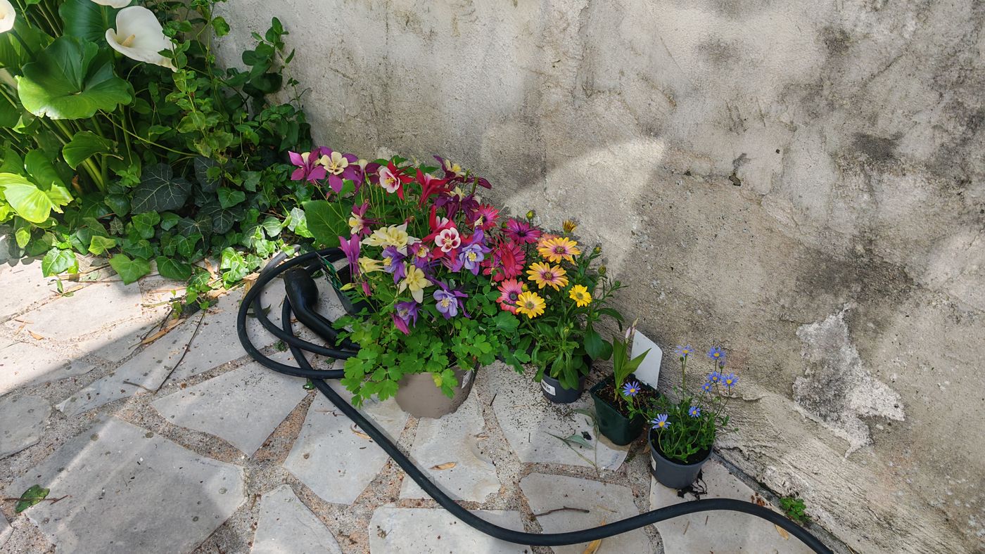 J4ai aussi quelques plante pour moi (mix pépinière et récupéré du jardin (oseilles)