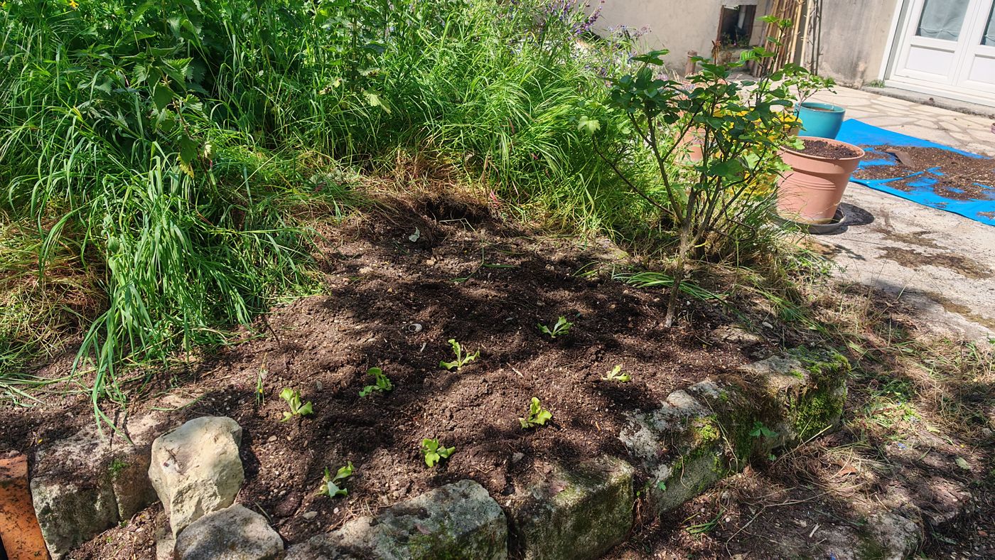 Plantation des laitues