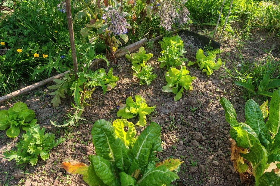 22/04 : Les salade ont super bien poussé