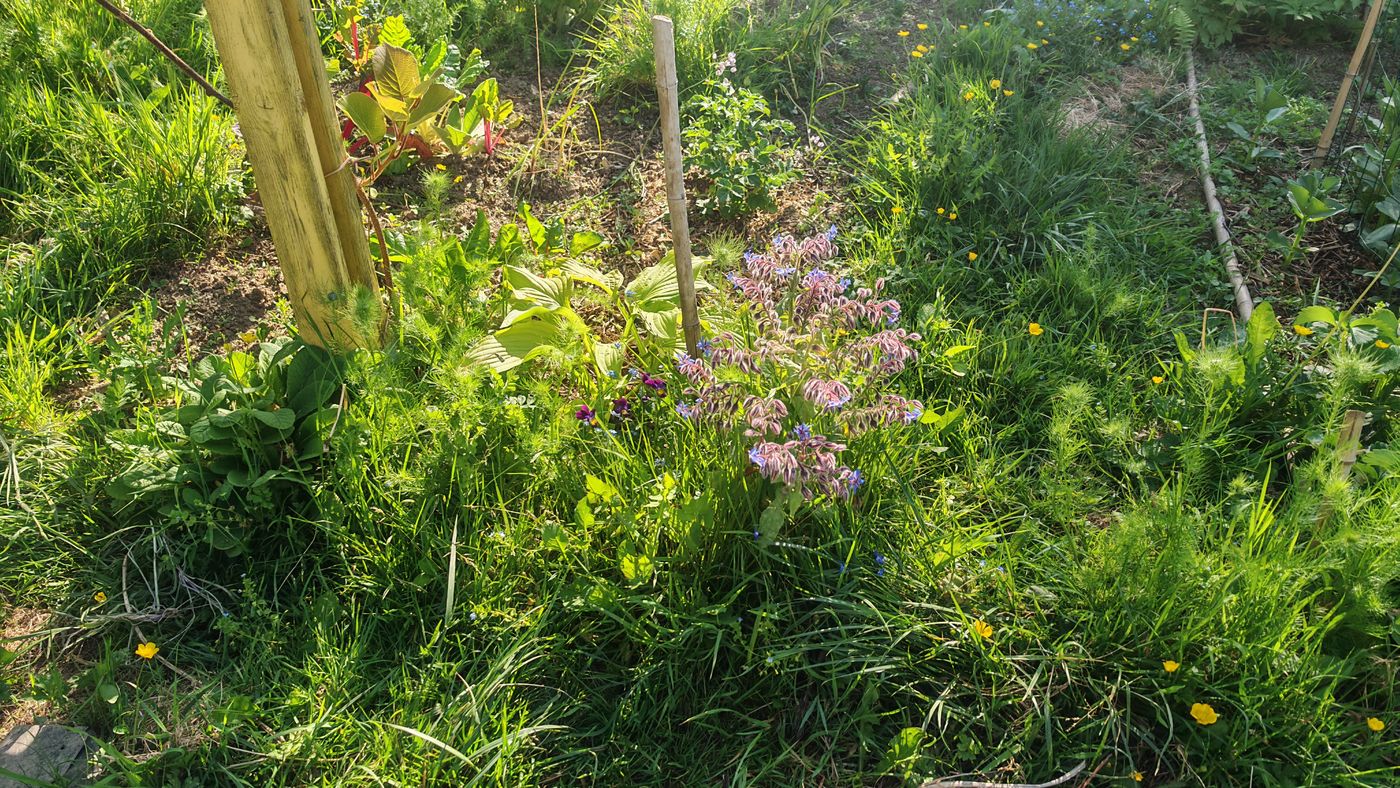 Plein de fleurs et de plantes partout