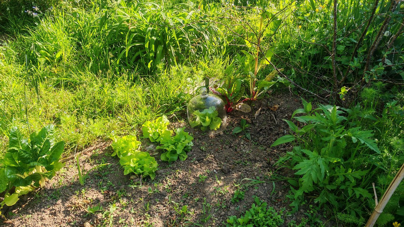 Les salades poussent, surtout celle sous cloche !