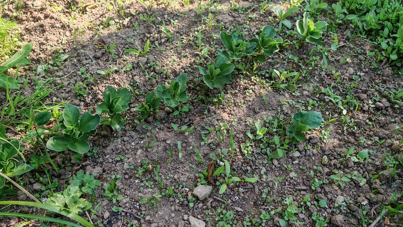 Les fèves sont parti, mais elle sont pas en avances. les haricots et petit pois rien, les graines sont trop vieilles