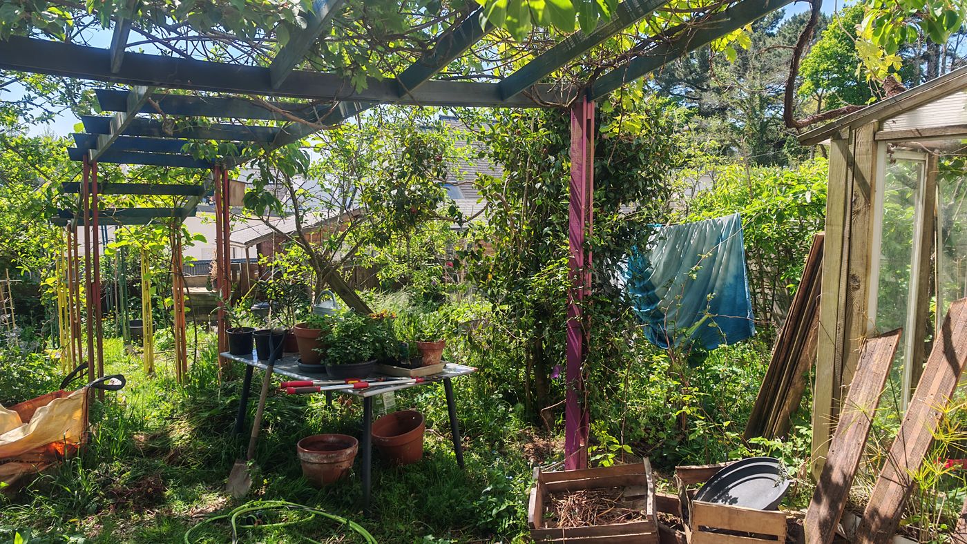 Bon, je fais quoi de ce camélia, maintenant qu'un autre à pris sur la haie...