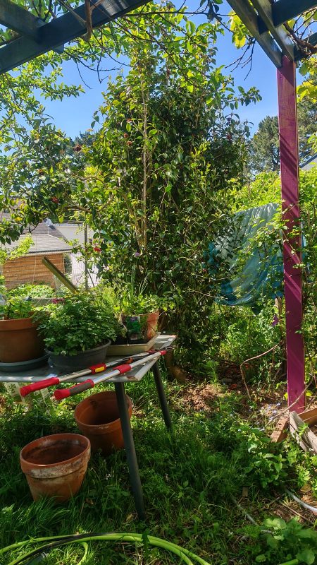 C'était le dernier arbres qui était là avant que j'achète le terrain/maison