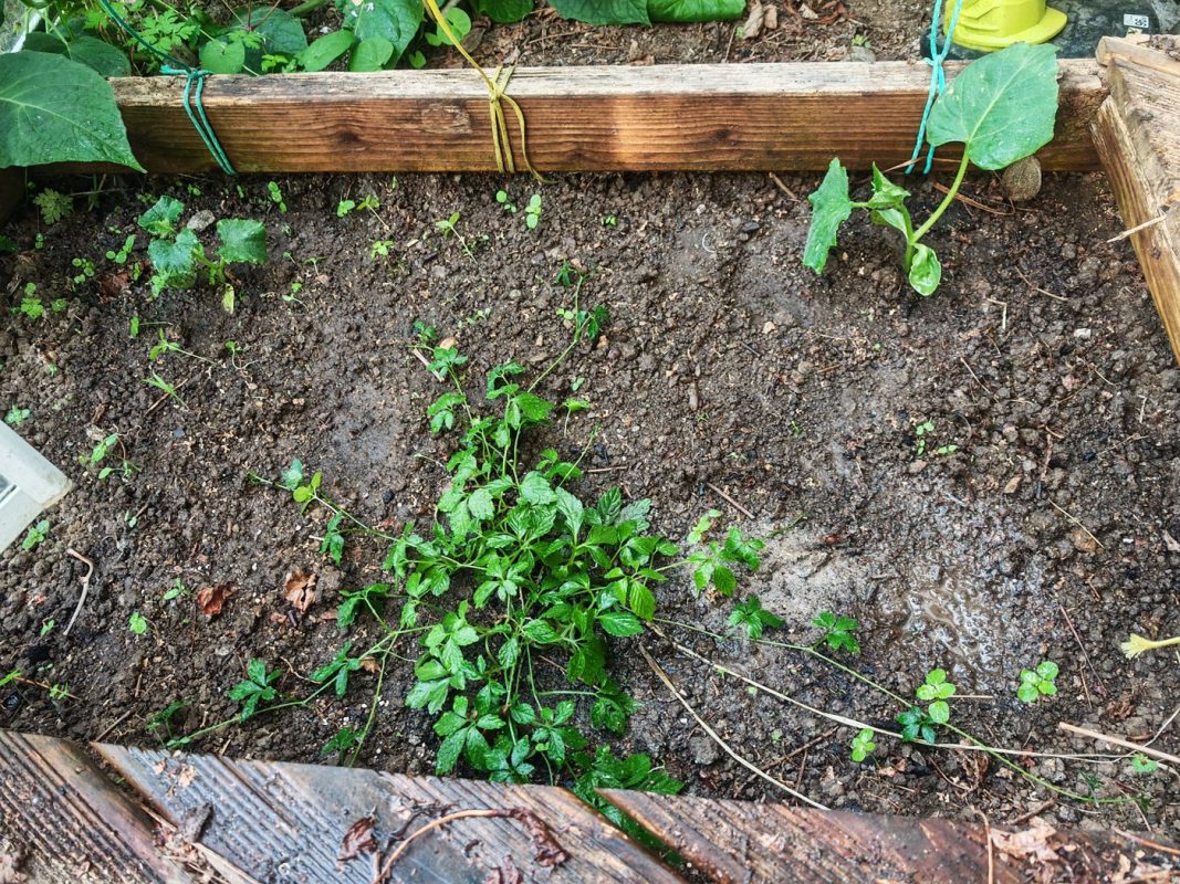 Après 4 ou 5 essais en 10 ans, c'est dans la serre que le thé de l'immortalité (Jiaogulan) est parti à fond !