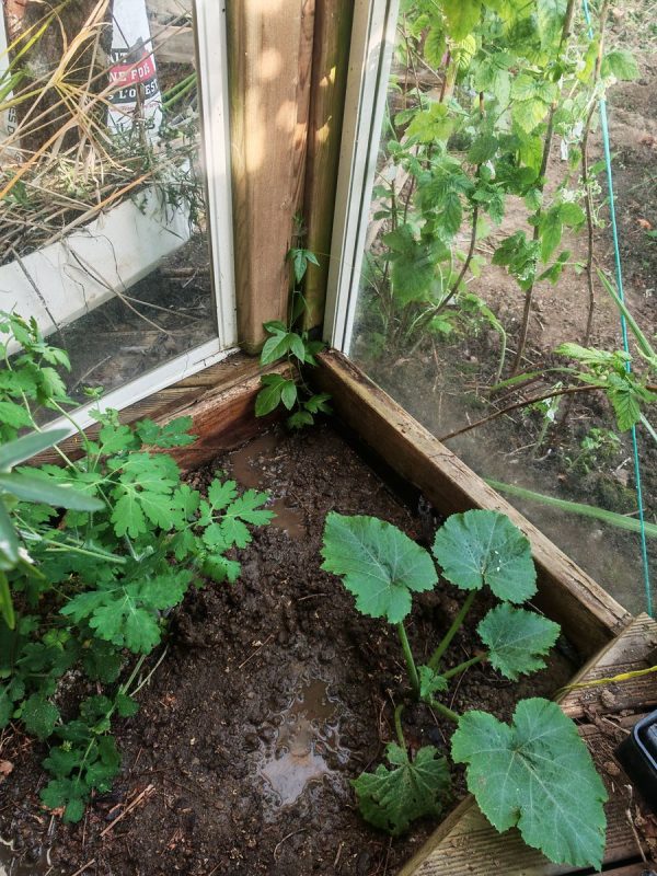 La courgette est partie, et je réessaye une passiflore comestible
