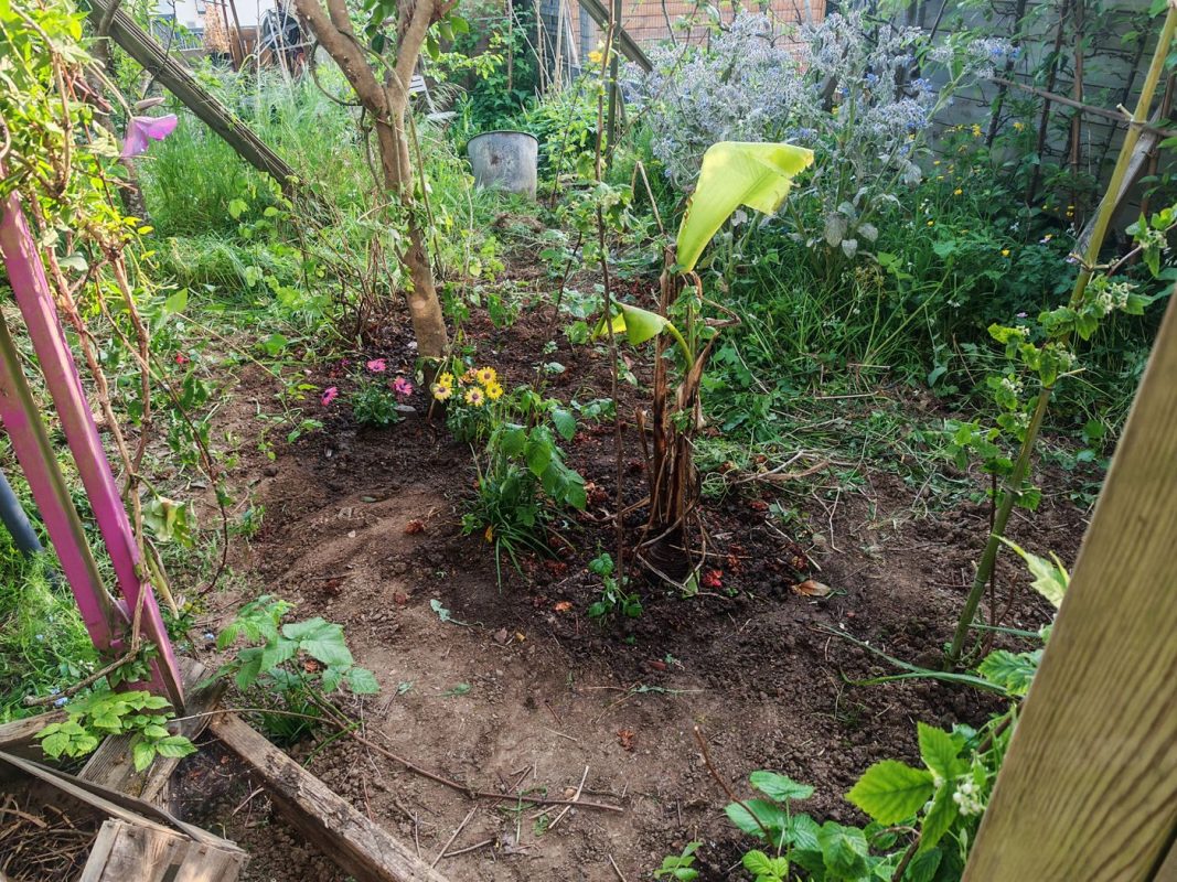 25/04 : Le coin du bananier devant la véranda à retrouvé une nouvelle jeunesse, fleurie