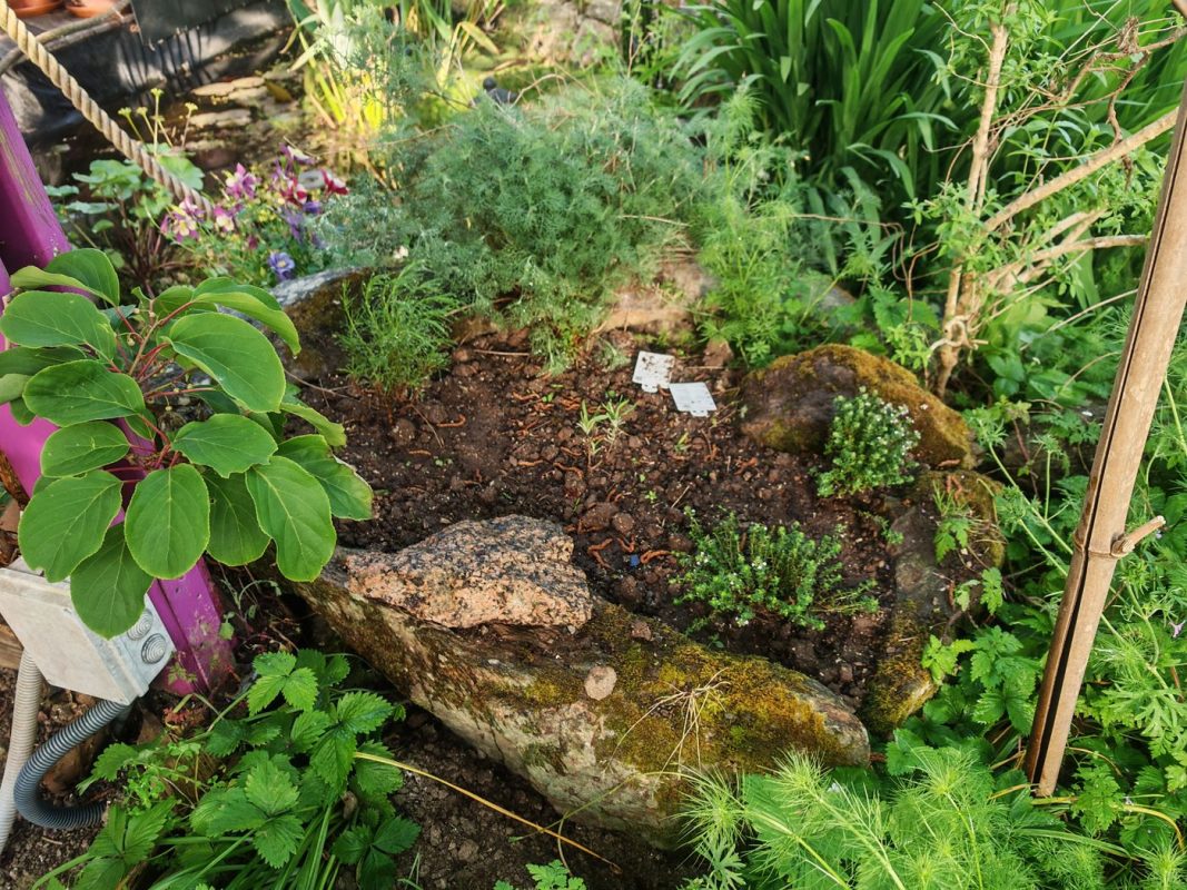 La spiralle des aromatique semble bien (je l'arrose comme le reste du jardin)