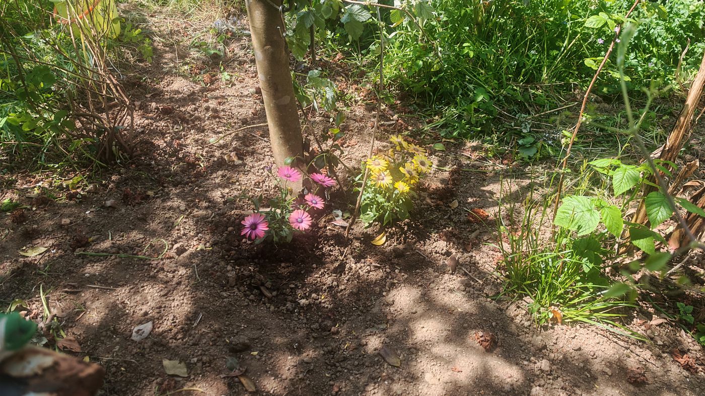 28/04 : les fleurs ont bien pris