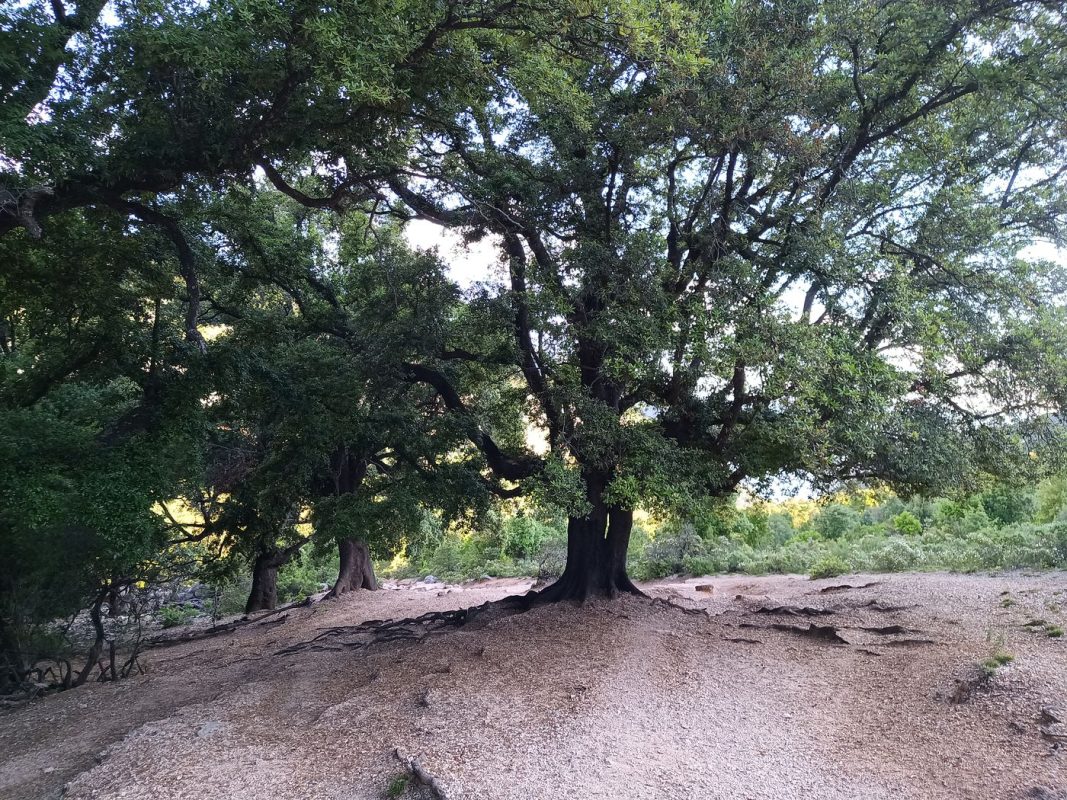 Un des plus gros arbre de Sardaigne