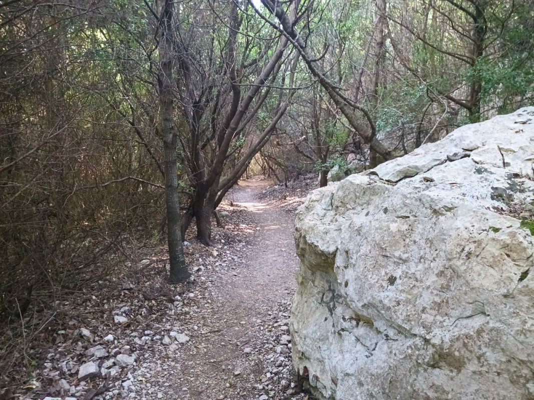 On a vraiment toute sorte de Biotope sur ce sentier. Là c'est à moitié marais asséché.
