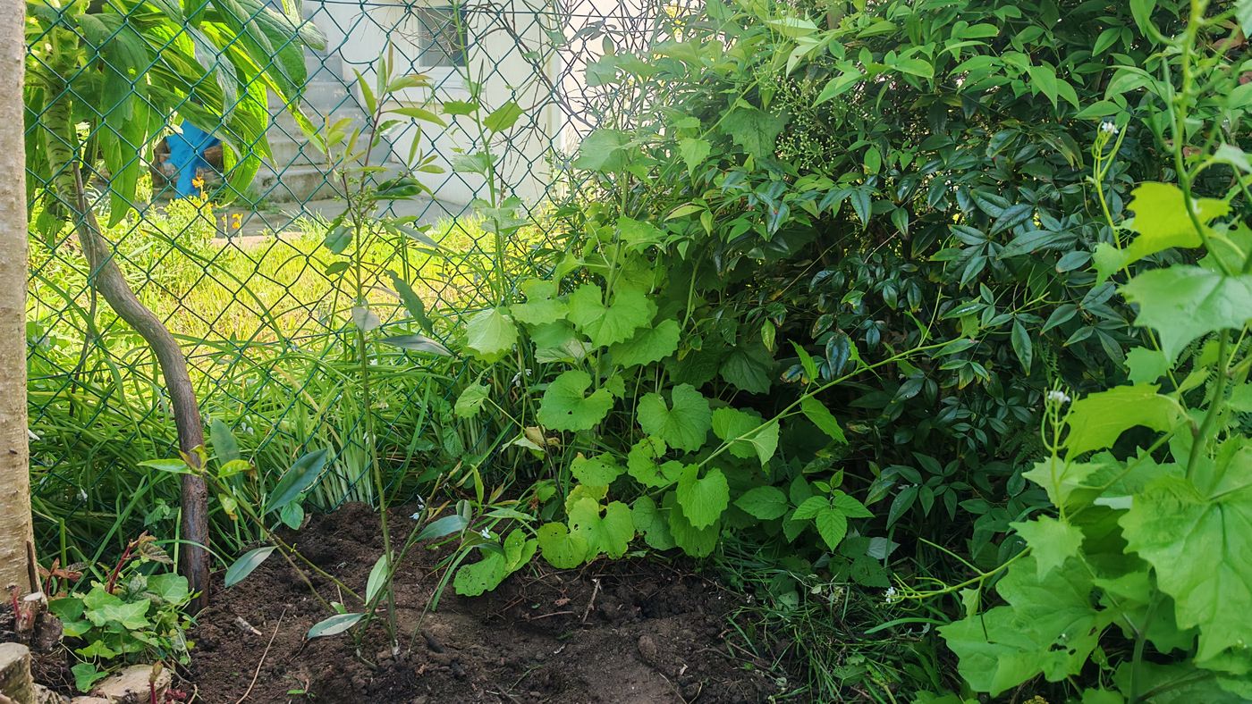 Plantation d'un buisson de maté