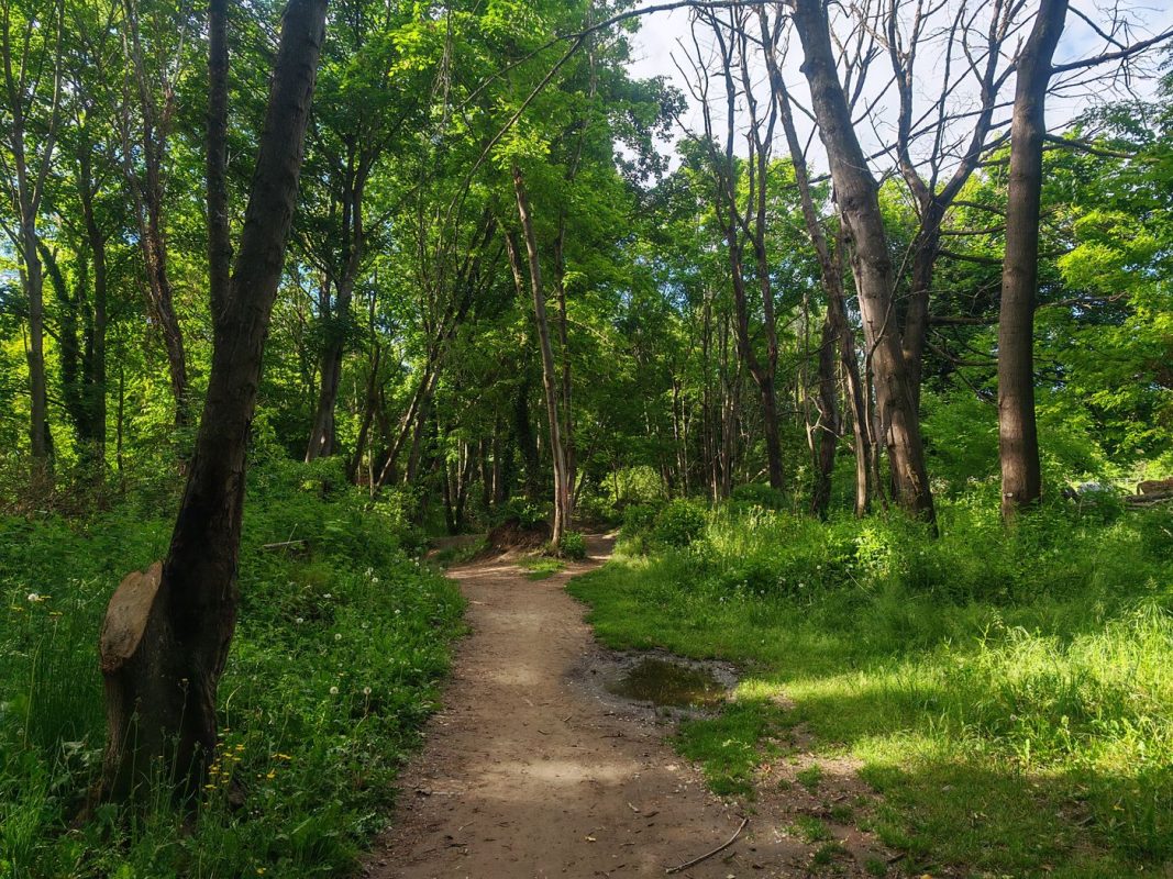 Sentier en sous bois entre 2 villes
