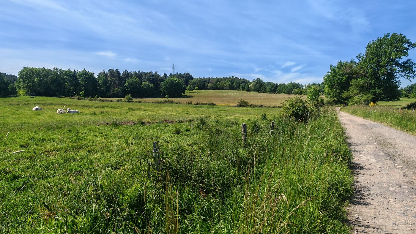 Les vaches qui regarde passer le randonneur