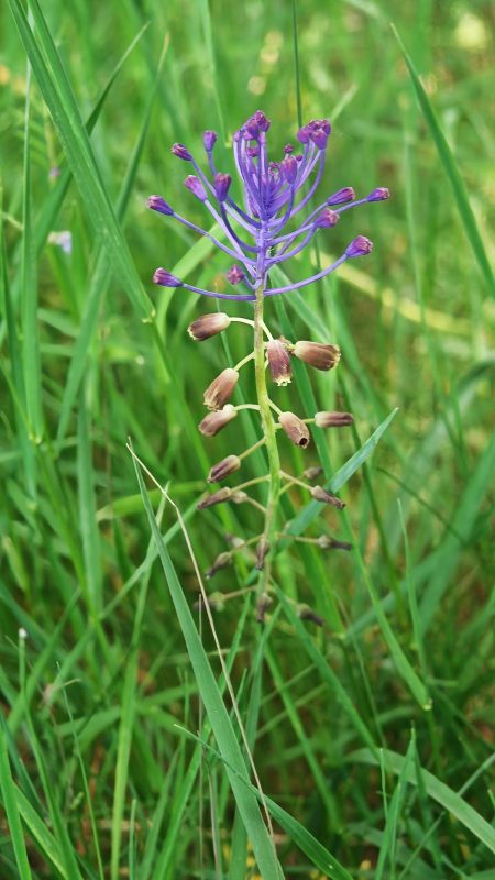 Une Fleur