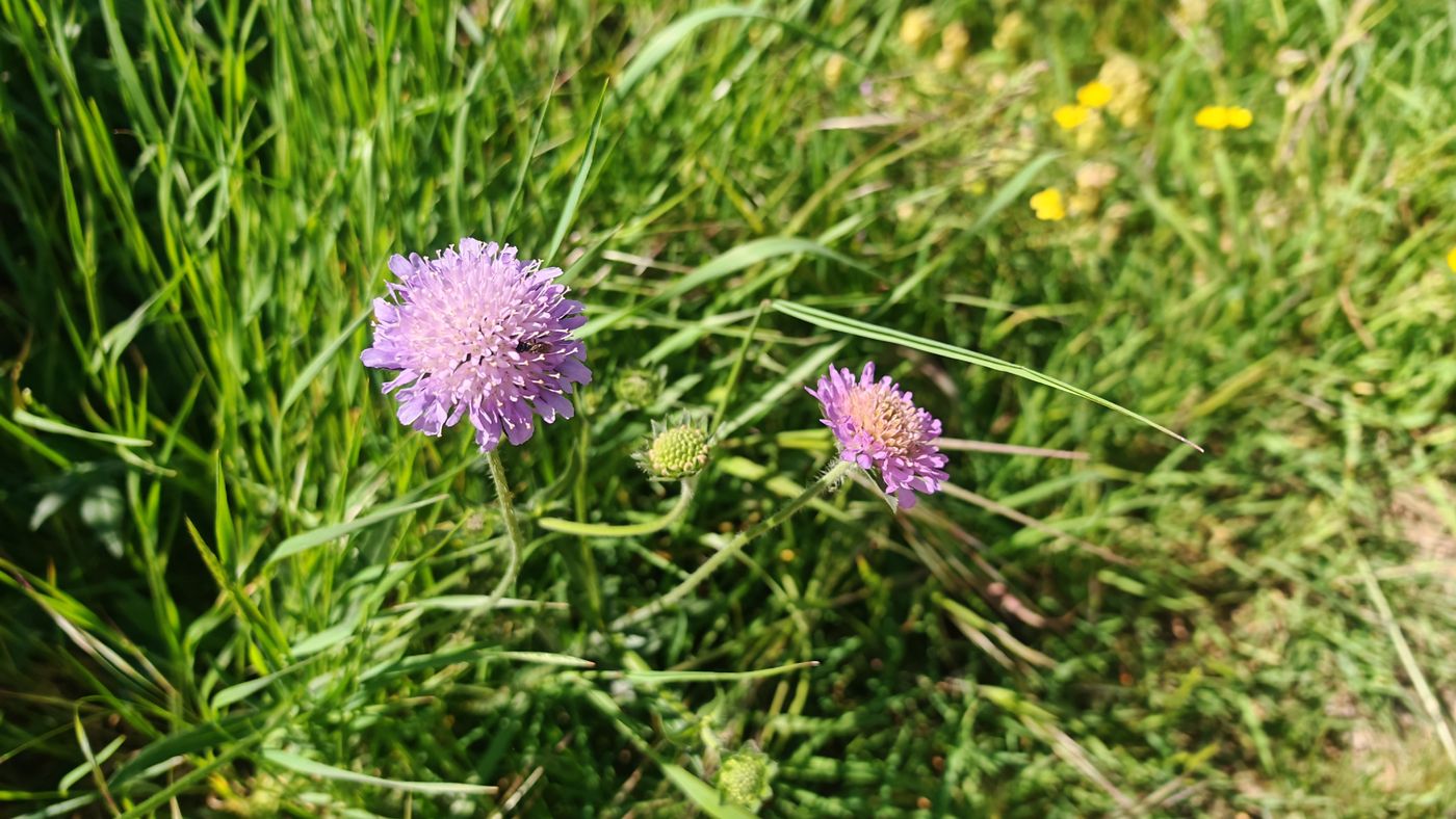 Fleurs