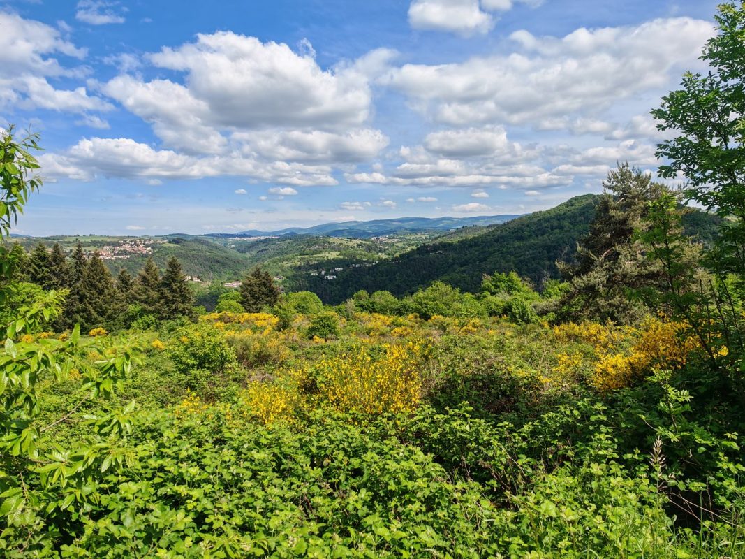 Vue sur genêt