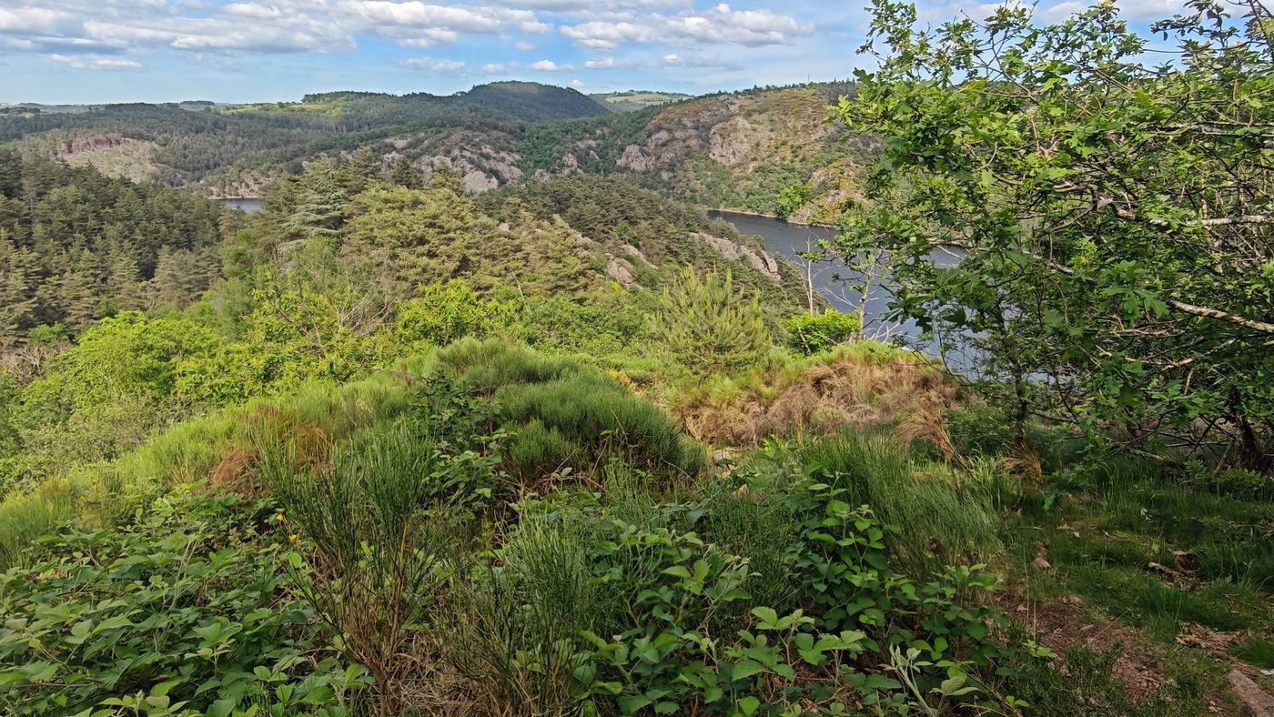 Entre crête et forêt