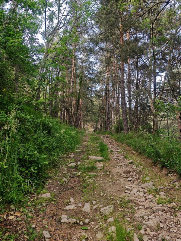On remonte dans les pins