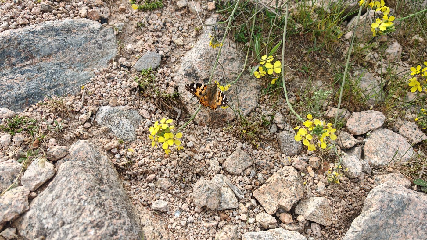 Papillon sur une fausse roquette (Bunias)