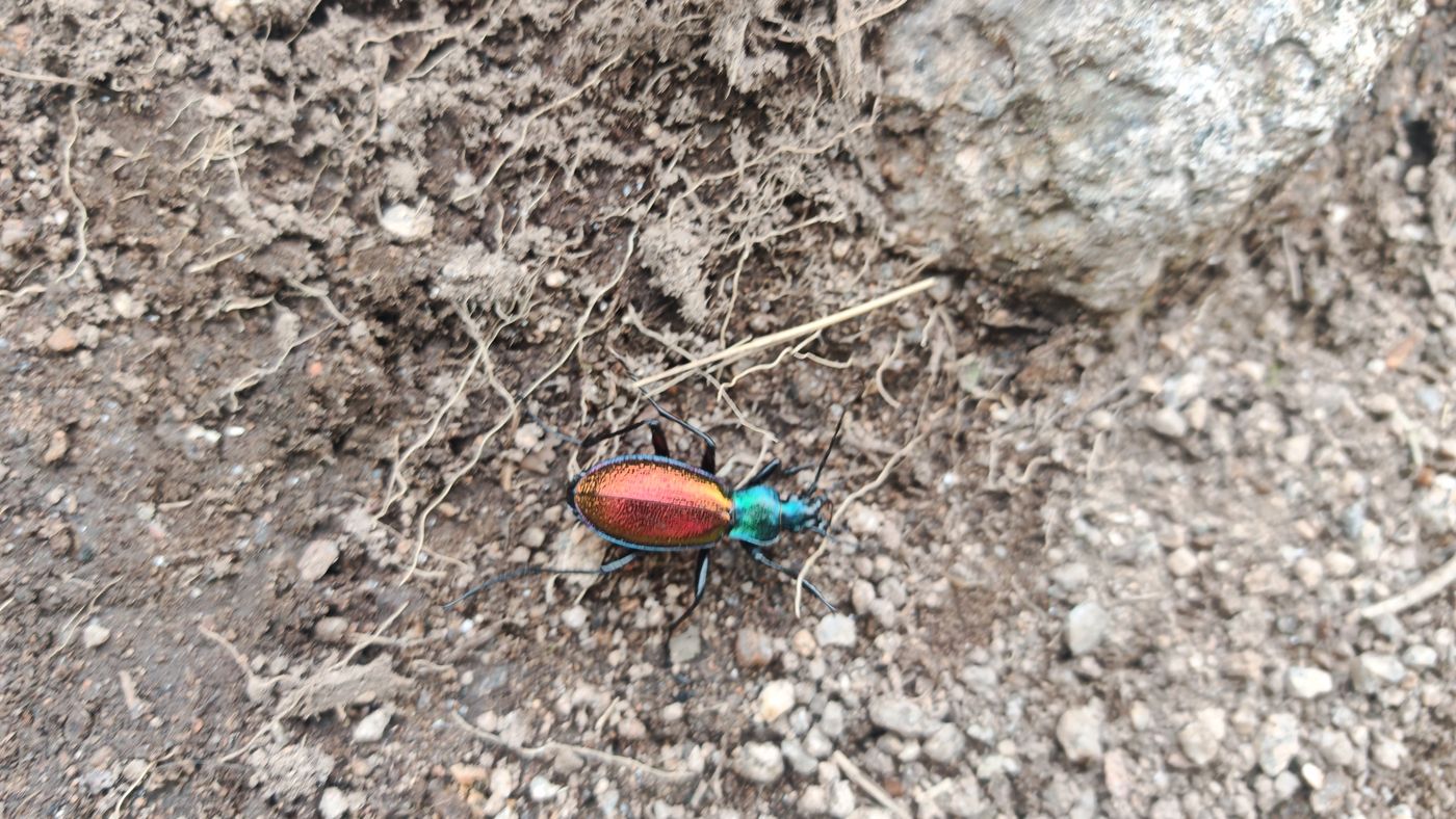 Insecte coloré