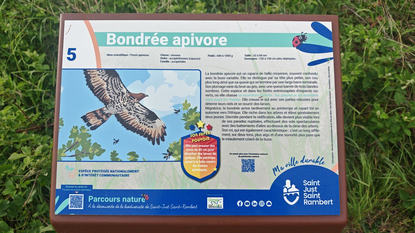 J'ai vu plusieurs rapace dans la journée, était ce ceux là