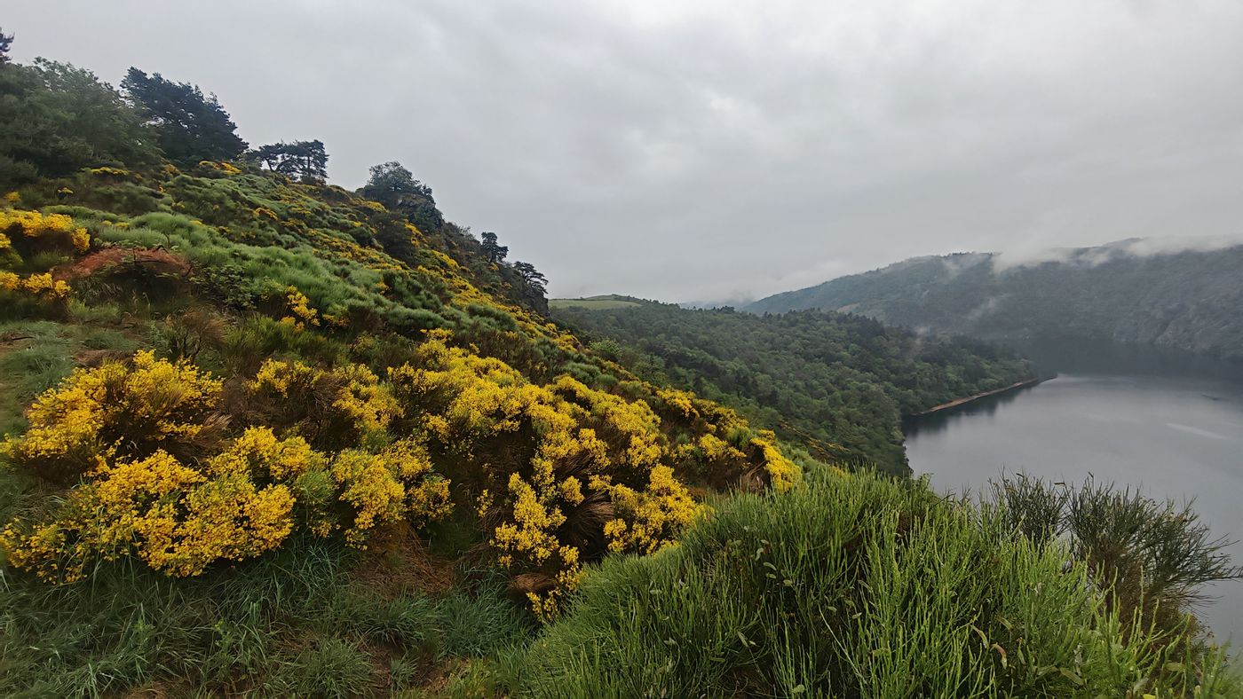 Gris du ciel et de l'eau, jaune des genêts