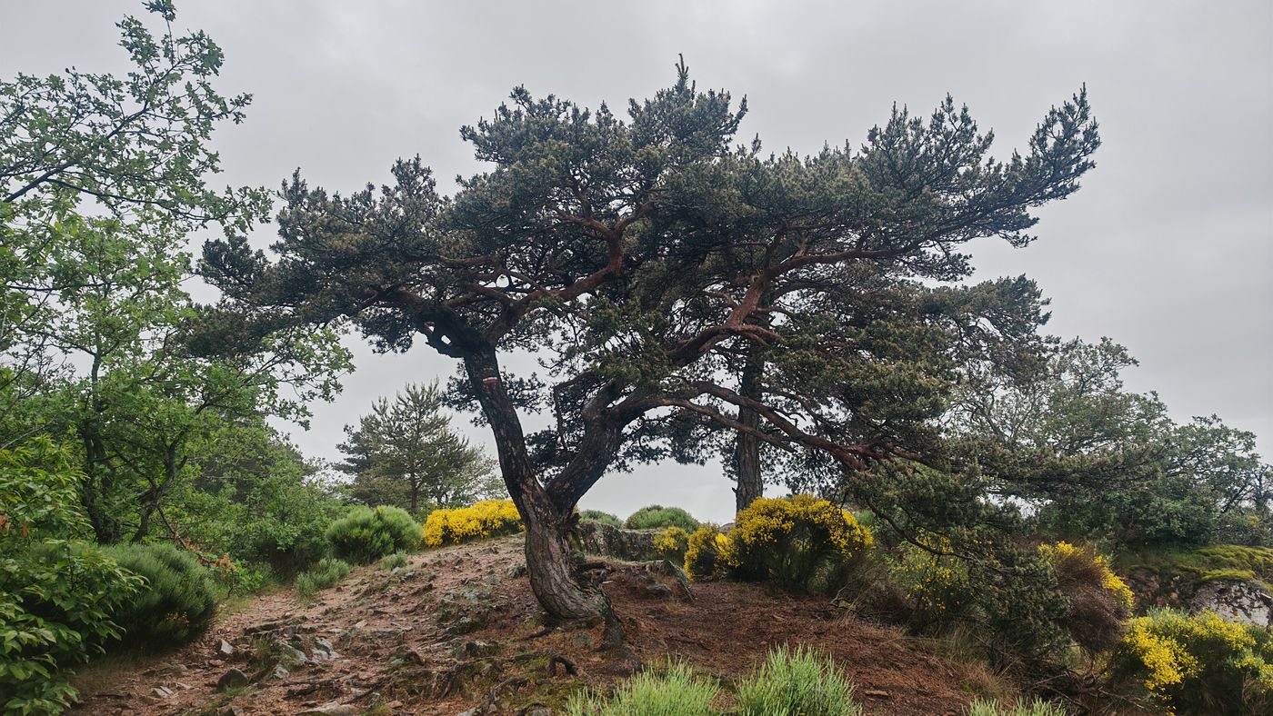 Pin dans la brume (marque de GR sur le tronc)