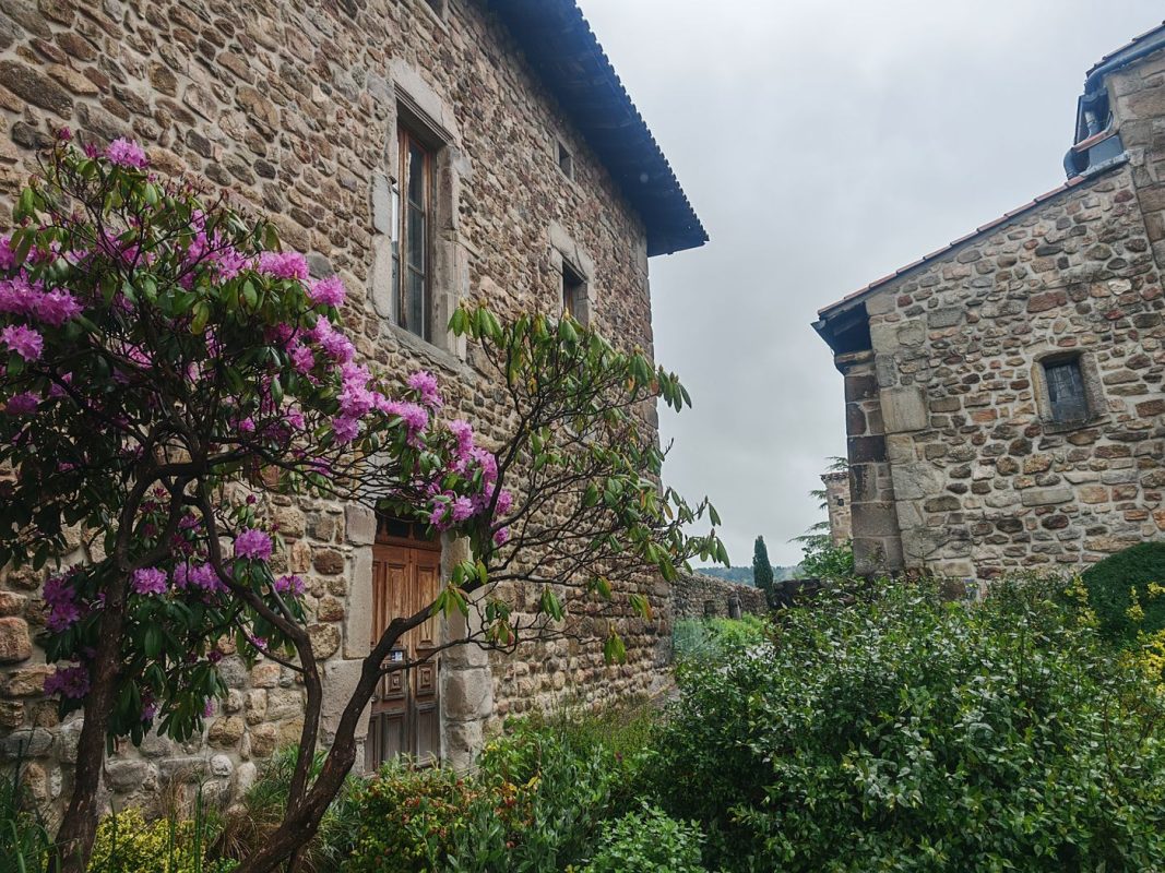 Rhododendron et vieilles pierres