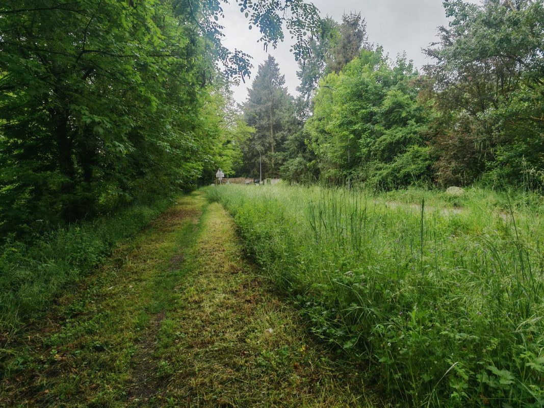 Encore un sentier en fauchage raisonné