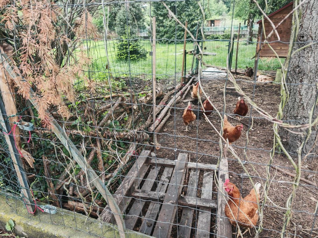 Je note la technique des branches le long du grillage pour que les poules ne gratte pas dessous