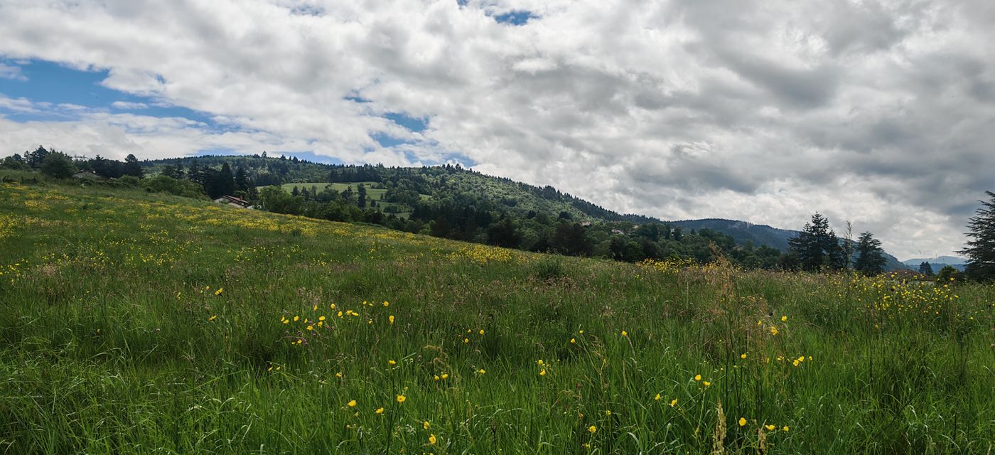 Prairie de fleurs sauvages