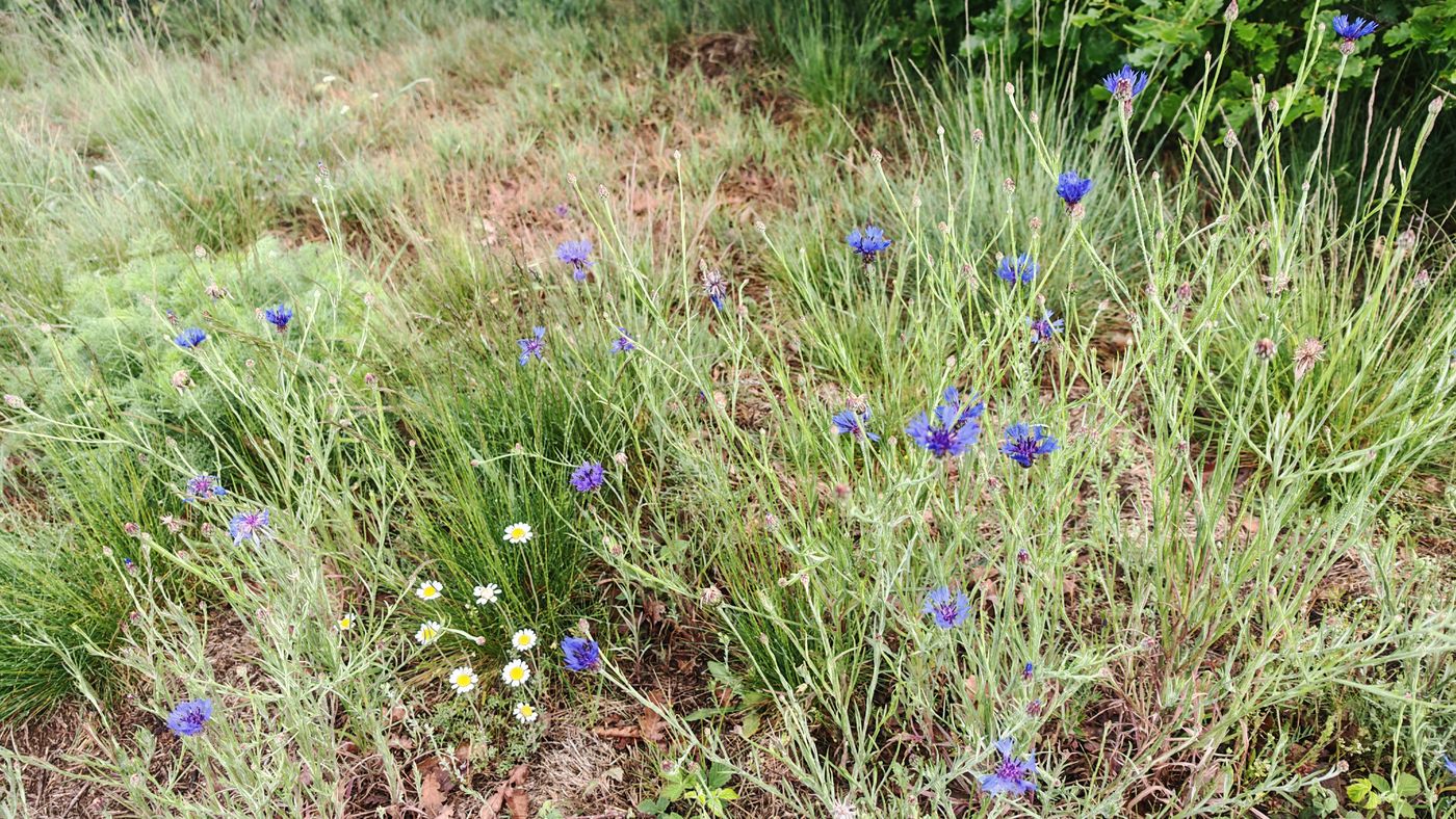 Bleuets