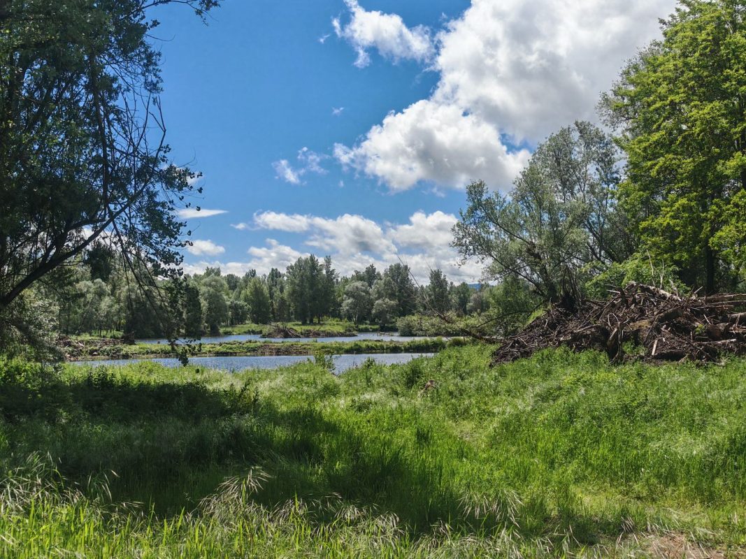 Vue sur la Loire, au bruit des grenouilles