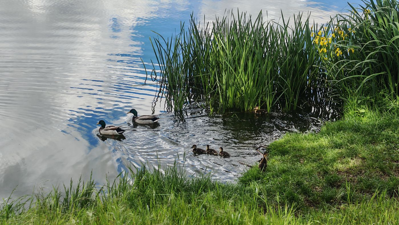 Les petits suivent dans l'eau