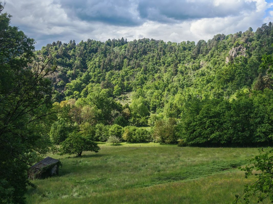 Au loin sous les arbres, d'ancienne terrasses de cultures