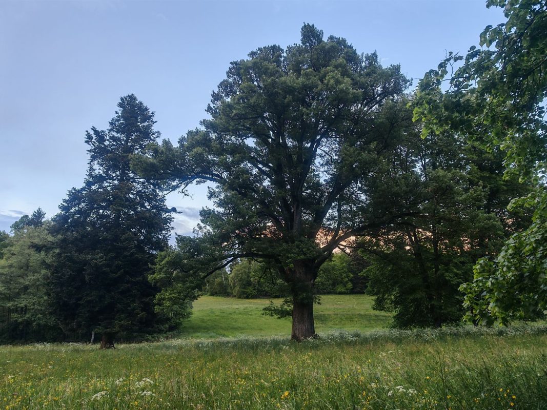 Le parc arboré