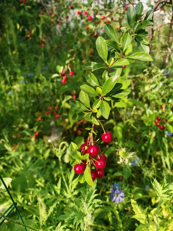 Le fuchsia comestible