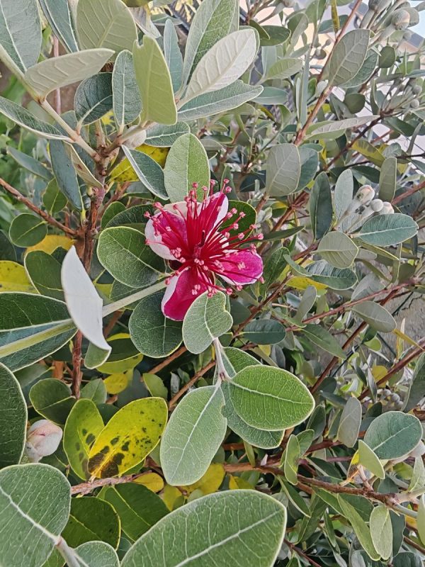 Une délicate fleur de Feijoa