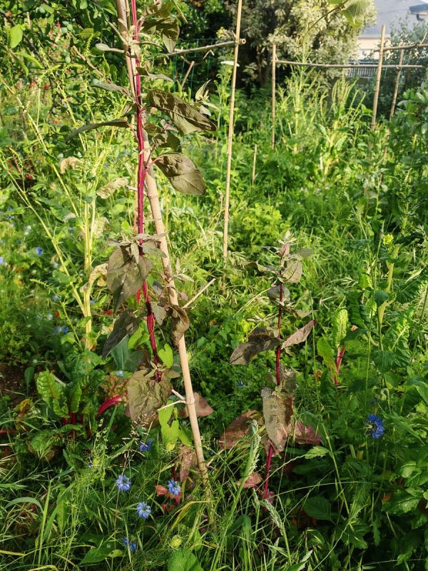Arroche des jardins (rouge)