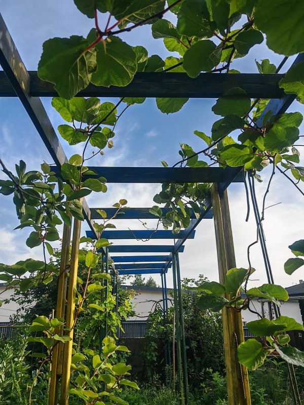 Le chemin arc en ciel et ses kiwis